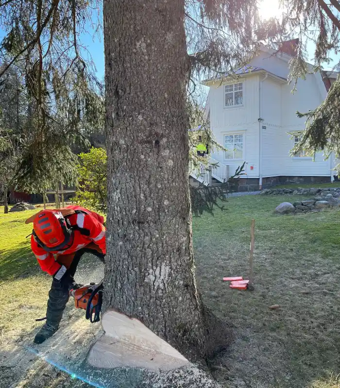 Skog & Trädgård i Väst AB_Trädfällning